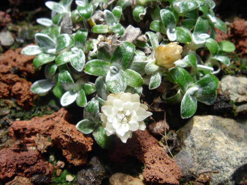 Helichrysum sessilioides photo